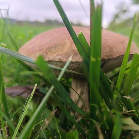 Ostoja Czersk Zamek Gora Kalwaria Apartamento Exterior foto